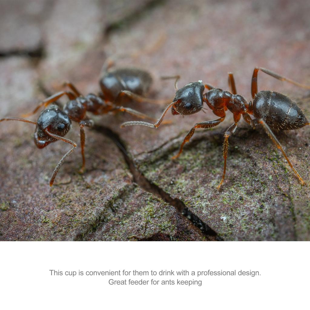 Acrylic Ants Water Feeder Reliable Feeding Container Ant Nest Water Bowl Formicarium Feeding Bowl Ants Nest Set