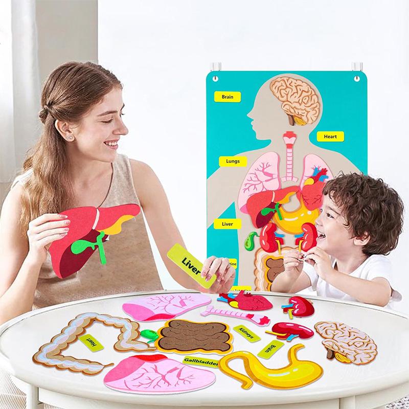 Modello Corpo Umano Feltro Per Bambini Insegnamento Parti del Corpo Lavagna Feltro Storie Attività Sensoriali Giocattolo Insegnamento Prescolare Storia Tavola da Viaggio