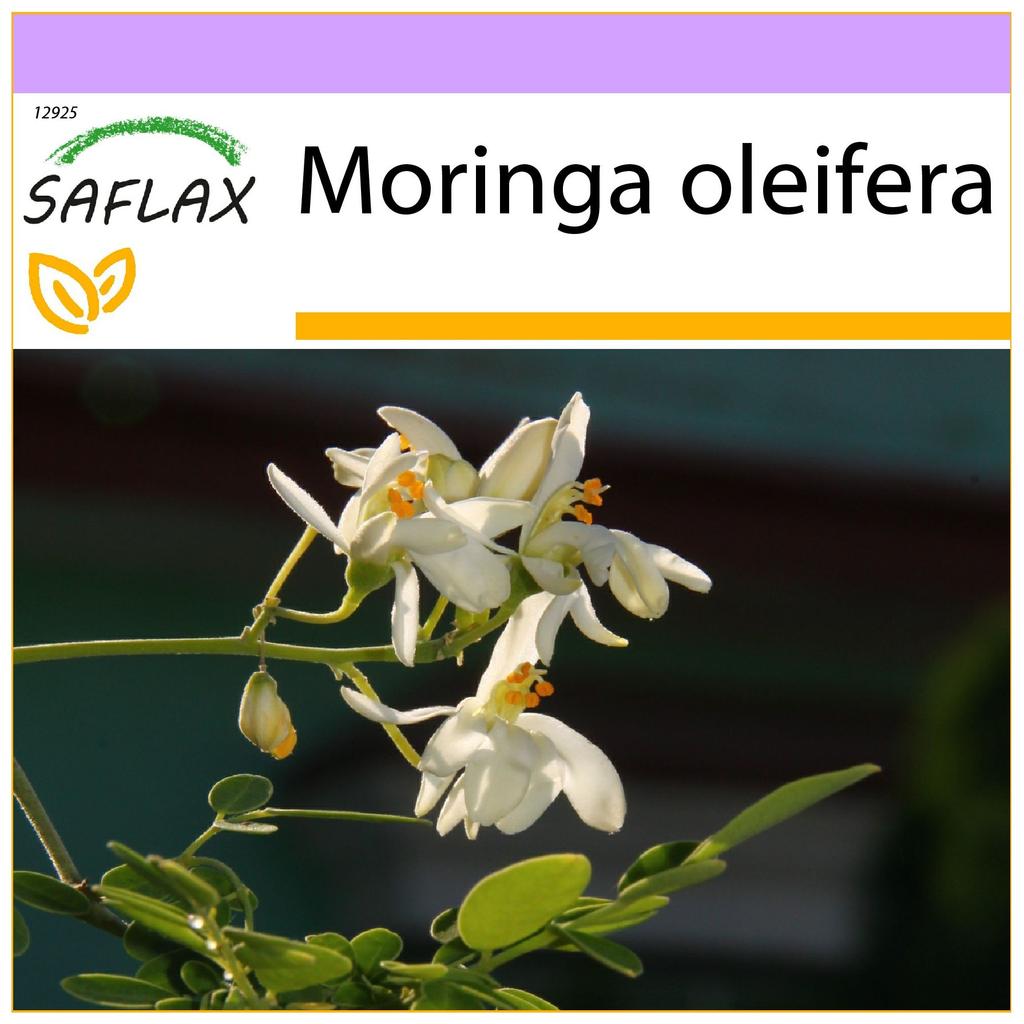 SAFLAX Χρένο - 10 σπόροι - Moringa oleifera
