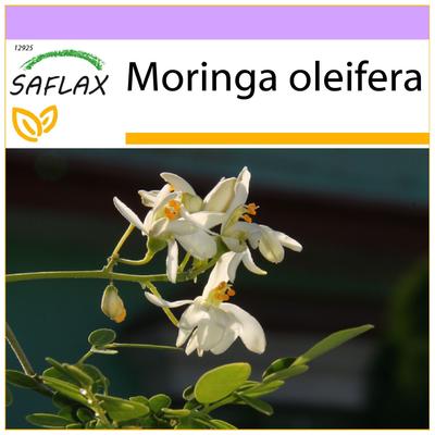 Rábano picante - 10 semillas - Moringa oleifera