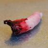 Halloween Horror Bloody Finger Prank Prop Bloody Severed Finger Realistic Bloody Severed Finger Scary Props Scary Fake Finger