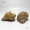Red Plum Spiral Shell: Hermit Crab Replacement & Aquarium Decoration