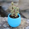 6 Packages Of Succulent Flower Pots Mini Stone Ball Pots Multi-Color Optional Thickened Resin Plastic Pots