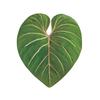 Yousheng Simulated Tropical Leaf Decoration Acrylic Epoxy Resin Green Leaf Sign DIY Refrigerator Magnet Mobile Phone Airbag Holder Accessories