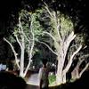 High Power LED Flashlight With COB Lights Portable EDC White Laser Torch USB Rechargeable Outdoor Camping Fishing Lantern