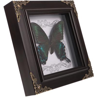 Butterfly Specimen Photo Frame Vintage Decor Insect Office Framed Set Up Picture Home Ornament Wooden Wall Hanging Display Box