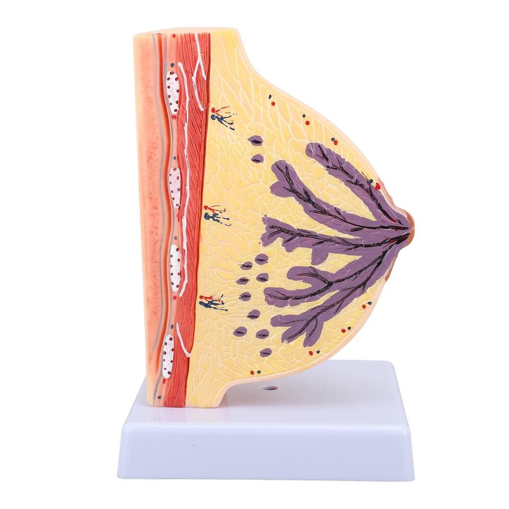 Human Female Anatomical Chest Model PVC Quiescent Chest Anatomy Model for Display Medicine Teaching