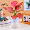 Flower Pot with Water Reservoir Self Watering Plant Flowerpot Drainage Holes And Transparent Container for Plants Indoor Planter Home Office