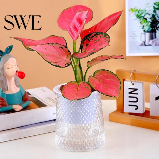 Flower Pot with Water Reservoir Self Watering Plant Flowerpot Drainage Holes And Transparent Container for Plants Indoor Planter Home Office