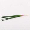 Plant Simulation Vegetable PU Imitation Scallions Model Artificial Green Onion  Photography