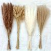 Dried Pampas Grass Boho, Natural & White Dried Plants Pompous Grass Bouquet with Bunny Tails Dried Flowers Bulk Reed Tail Grass
