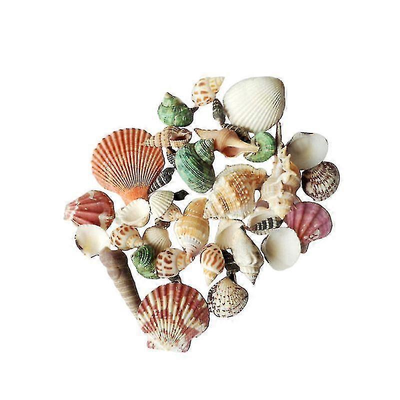 1pack Natural Shell Ornaments NIUNIU