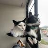Cat bed window, cat window hammock window, safe habitat, cat frame, space saving window, cat seat