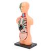 Human Body Model Skeleton Structure Educational Anatomy and Physiology Study Tools for Students Learning