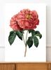Poster Red Rose Vintage