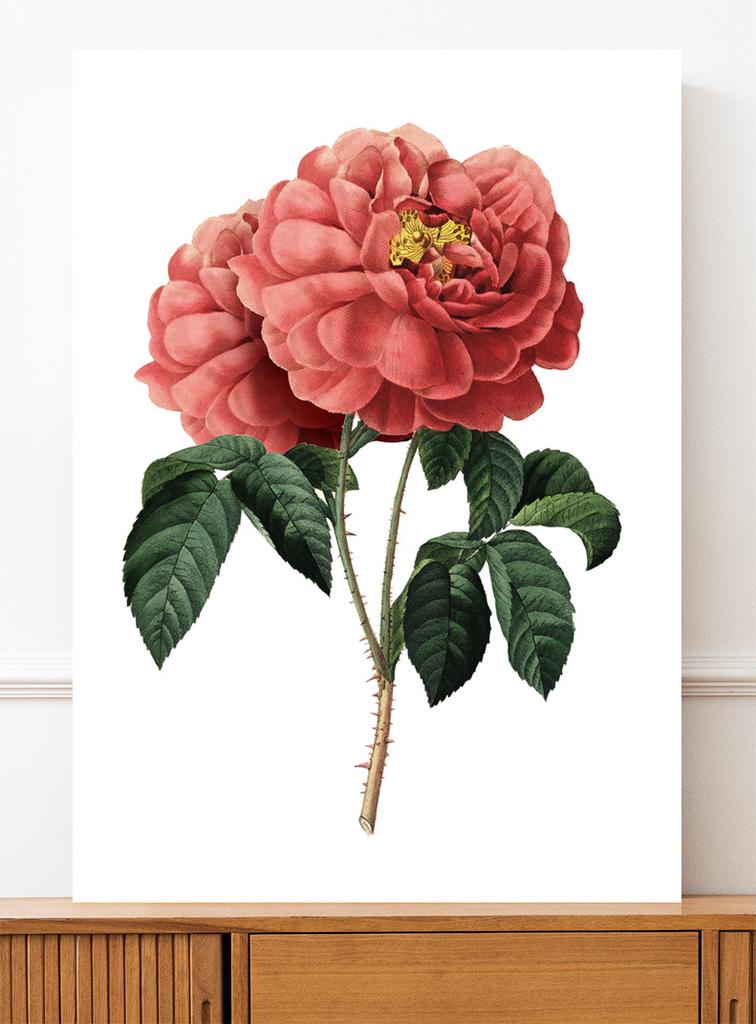 Poster Red Rose Vintage