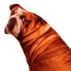Animals Dog Pattern Plush Throw pillow case, Durable Filled with PP Decorative for Living Room