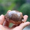 Natürliche Muschel-Muschel-Karte, Schnecken-Sammlung, kreatives Geschenk, Aquarium-Dekoration