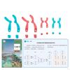 Meiotic Species Chromosome Change Model, Biology Model Set, Detachable Science Teaching Aid