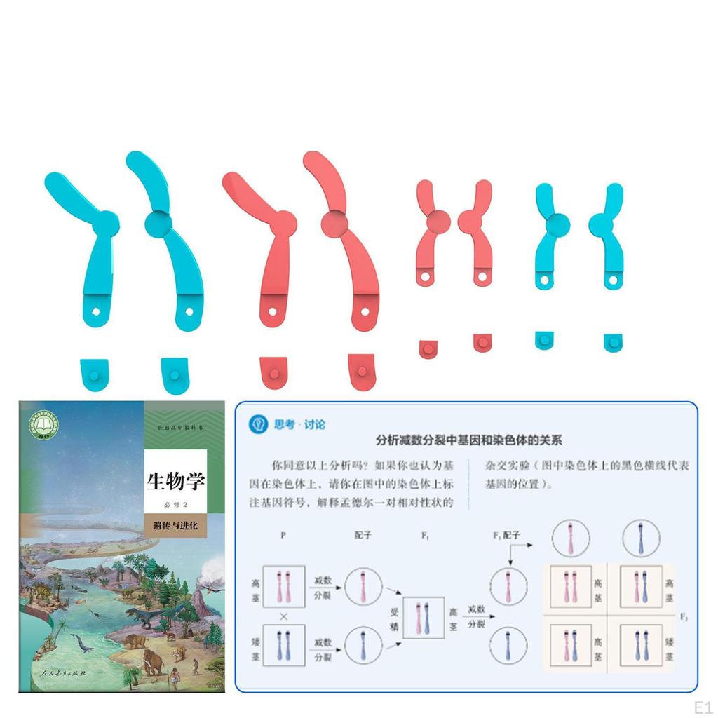 Meiotic Species Chromosome Change Model, Biology Model Set, Detachable Science Teaching Aid