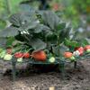 Strawberry Supports with 4 Sturdy Legs Keeping Plant Fruit Stand Keep Berries Clean Balcony Planting Rack Garden Tools
