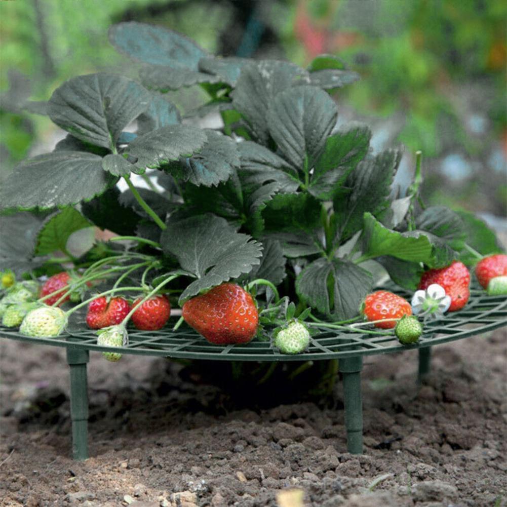 Strawberry Supports with 4 Sturdy Legs Keeping Plant Fruit Stand Keep Berries Clean Balcony Planting Rack Garden Tools