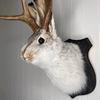 Legend of Antlers Deer Head Wall Mount Resin Decor