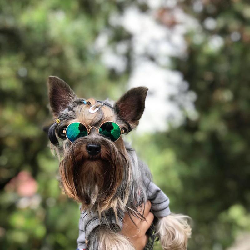 Pet Sunglasses & Headwear: Funny Cat & Dog Accessories