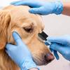 1/2pcs Professional Pet Tear Stain Remover Comb, Double Sided Eye Brush for Dogs & Cats, Gentle Cleans Crust & Mucus