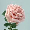 5Pcs Moisturizing Austin Rose Real Touch Artificial Flowers Wedding Decor Rose Bouquet Party Floral Arrangement Home Decoration