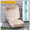 Disposable Pulp Bento & Burger Boxes