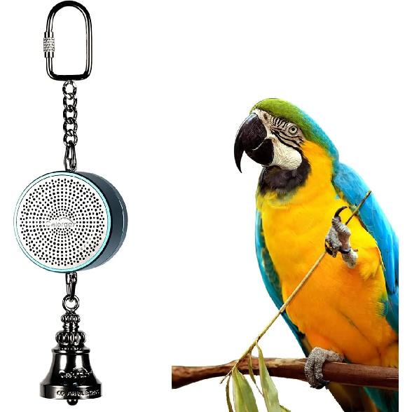Parrot Toys to Teaching Training Bird