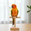 Bowtie Pet Parrot Diaper Adjustable Bird Flight Suits Washable Parrot Flying Clothes  Travel