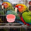 BESPORTBLE Bird Feeder Bowl Set Stainless Steel for Parrots Cats Dogs Small Pet Feeding Slip Pink