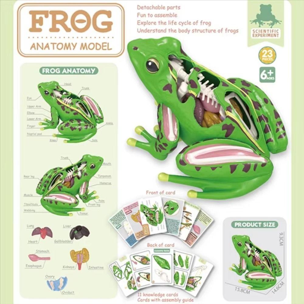 Early Learning Biology Education Toy Frog Organs Frog Dissection Model Frog Anatomy Model  Kids Toy