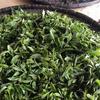 Yunnan Menghai Spring Puerh Tea Cake 357g Raw Green Tea Wellness