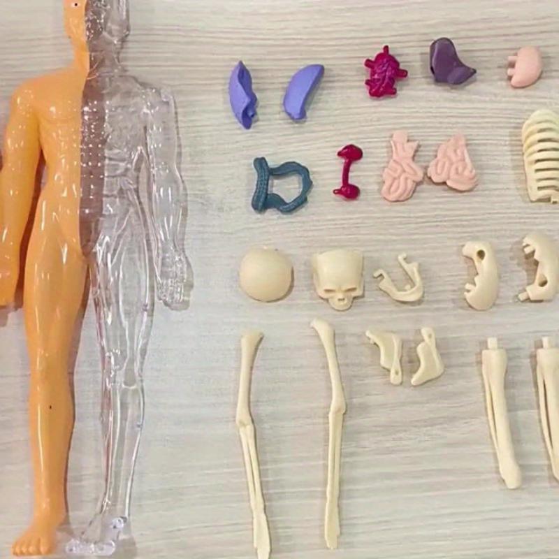 Educational Learning DIY Assembly Toys Kits Body Organ Medical Teaching Tools 3D Puzzle Human Body Anatomy Model Toy