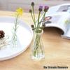 European Glass Vase for Fresh or Dried Flowers - Elegant Hydroponic Decoration Ornament