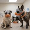 Mesh Structure Dog Muzzle Multi Sizes Bulldog Muzzle Breathable Muzzle  Daily Training