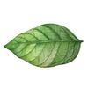 Realistic 3D Leaf Rug Irregular Leaf Shaped Floor Mat Anti Doormat for Bathroom Slip Green Leaf