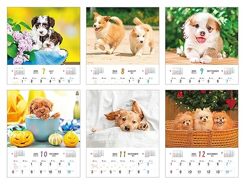 Cățeluș pufos (Calendar Impress 2024)