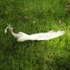 Glitter Simulation Peafowl Model Artificial Feathers Bird Home Garden Decoration