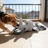 Köpek – Köpek oyuncakları