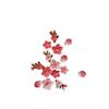 8Pcs Cute Cherry Blossom Fridge Magnets Magnetic Floral Decor for Home Kitchen Refrigerator Office Whiteboard