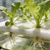100-500Pcs Hydroponic Sponges Gardening Tool Square Soilless Cultivation Plant Seedling Greenhouse Sponge Vegetable Bud Growth
