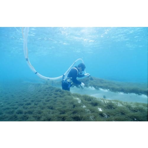 Amiu Sea Honey Fucoidan Toothpaste 100g Natural Peppermint