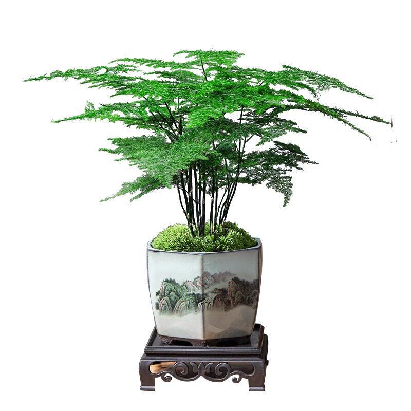 Asparagus Fern Indoor Bonsai: Easy-Care Evergreen for Home or Office Decor.