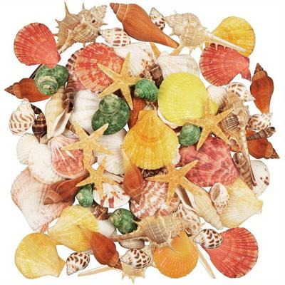 9 Kinds Various Sizes Seashells Starfish for Beach Themed Party DIY Crafts Fishtank Vase Fillers Home Wedding Decorations