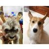 1 Pair Dog Ear Support Patch Dog Ears Stand Sticker Ear Fixed Correction Vertical Holder