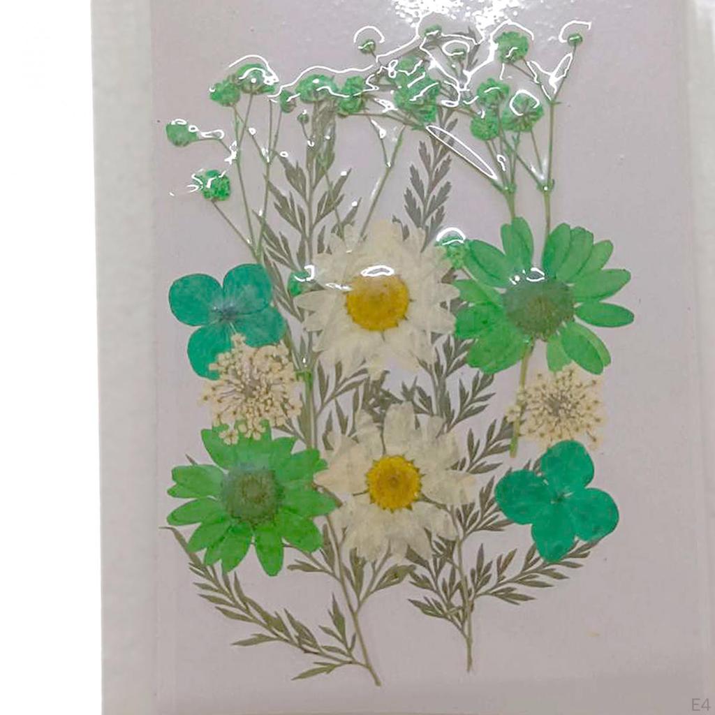 Assorted Pressed Floral Assortment for DIY Projects